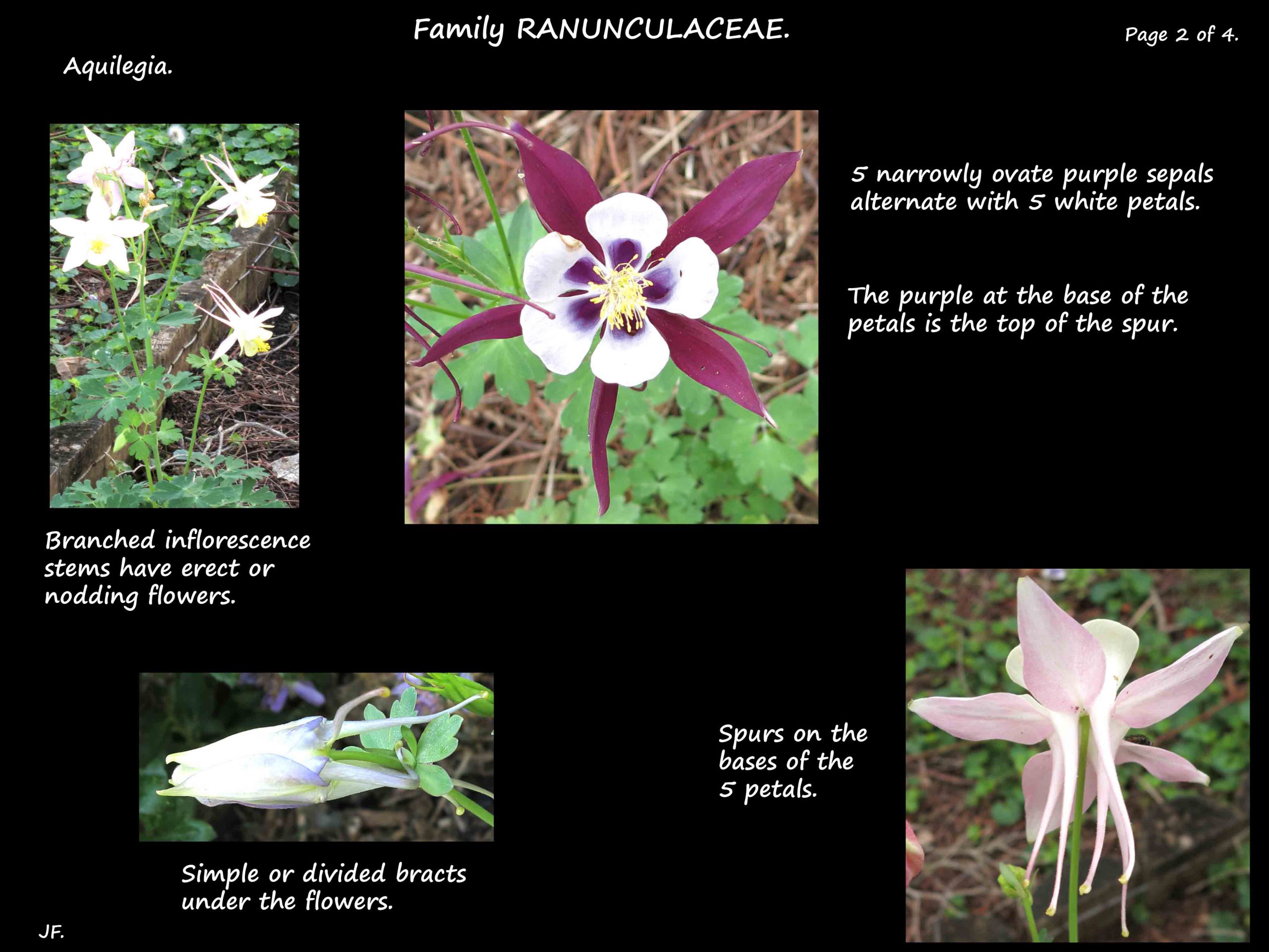 2 Columbine flowers